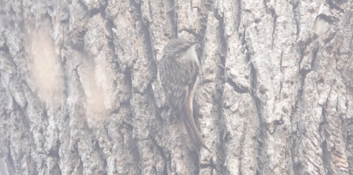 Brown Creeper - Peter Reisfeld