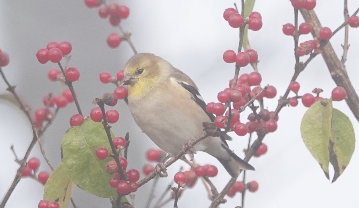 American Goldfinch - Peter Reisfeld