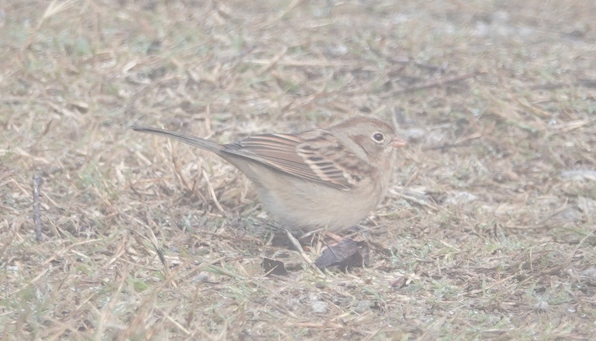 Field Sparrow - Peter Reisfeld