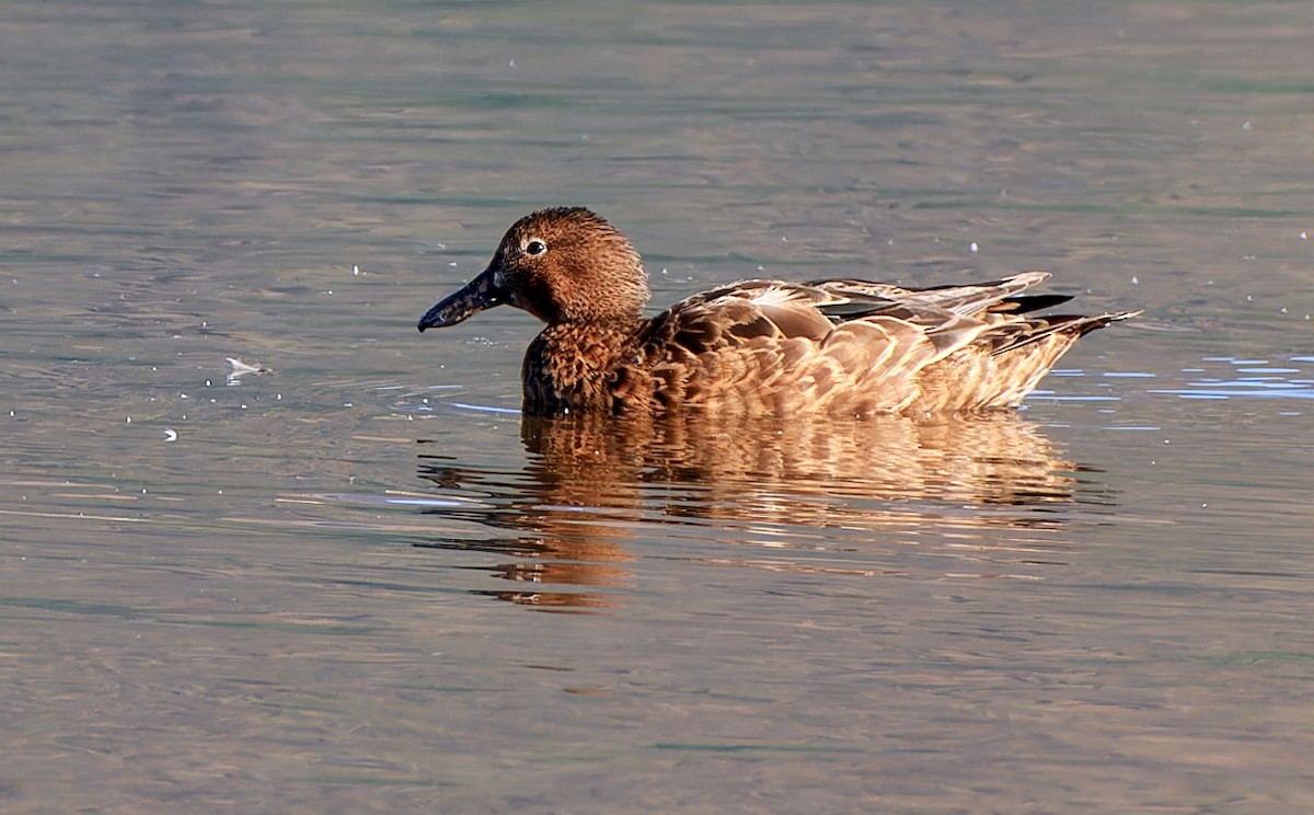 Cinnamon Teal - ML611466074