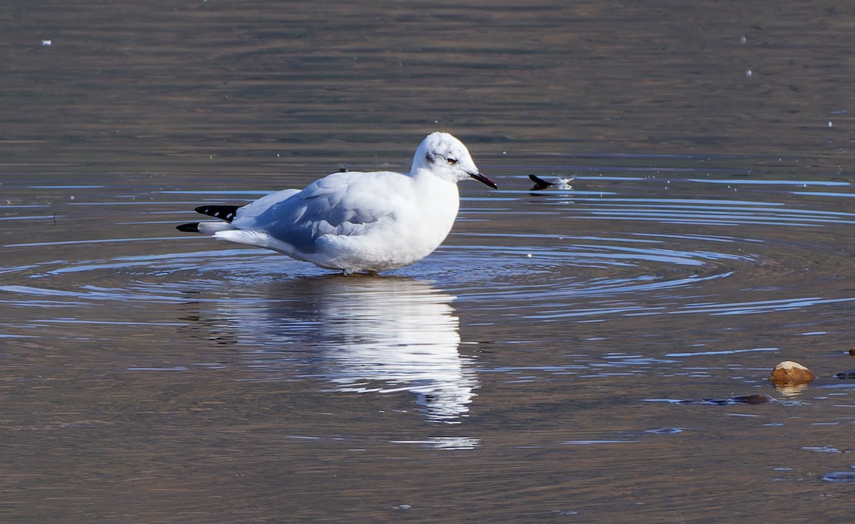 Andean Gull - ML611466089