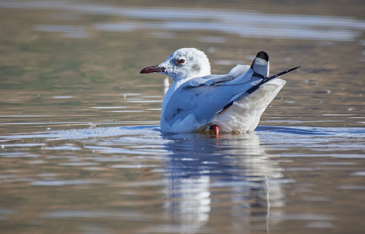 Andean Gull - ML611466090