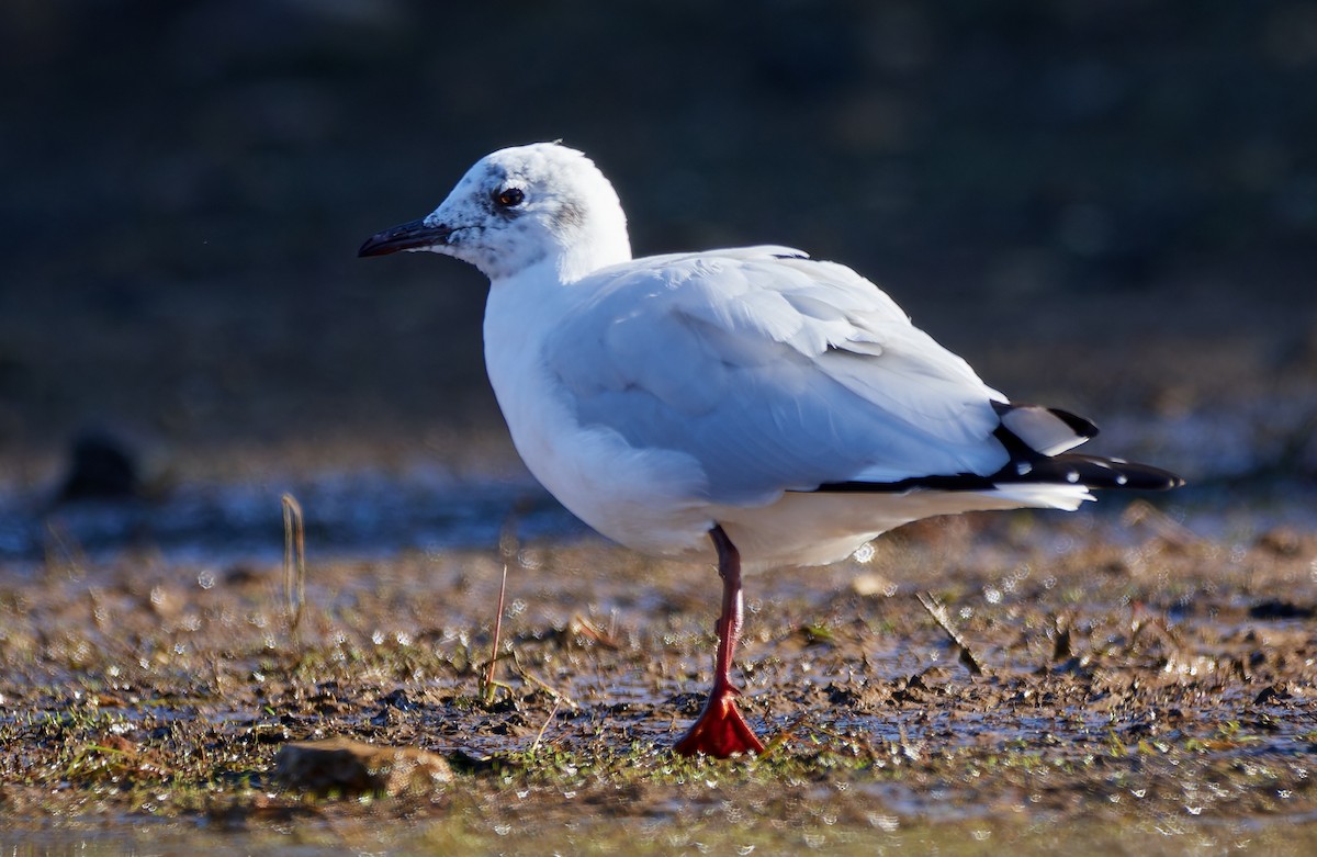 Andean Gull - ML611466091