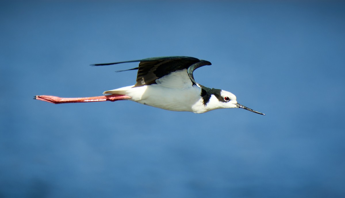 Black-necked Stilt - ML611466157