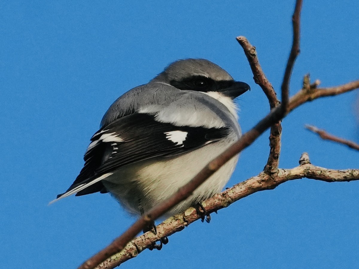 Loggerhead Shrike - ML611466196