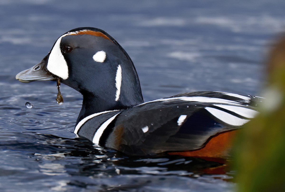 Harlequin Duck - ML611466206