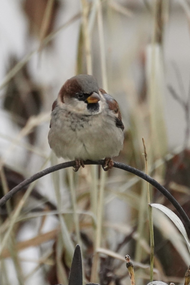 Moineau domestique - ML611466229