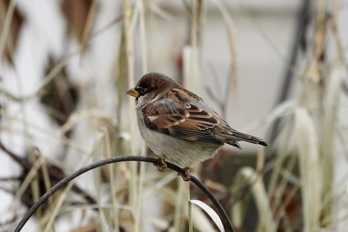 House Sparrow - ML611466230