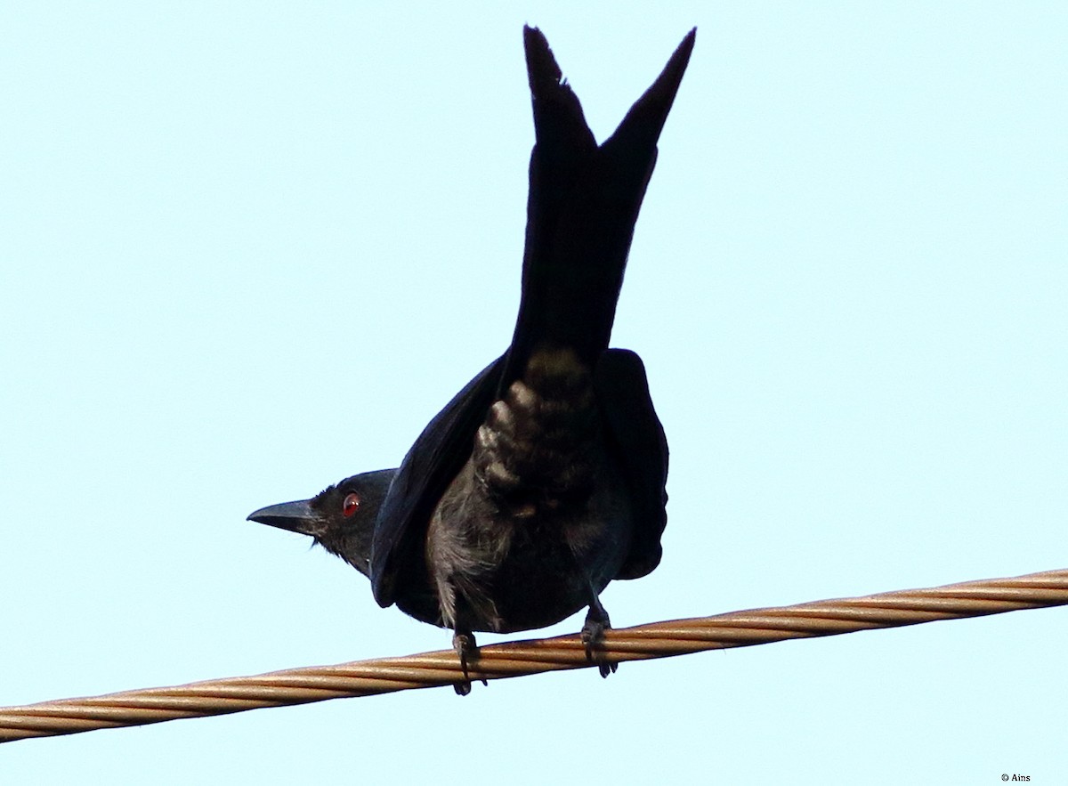 drongo kouřový - ML611466293