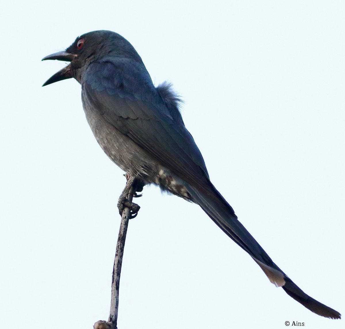 Kül Rengi Drongo - ML611466294