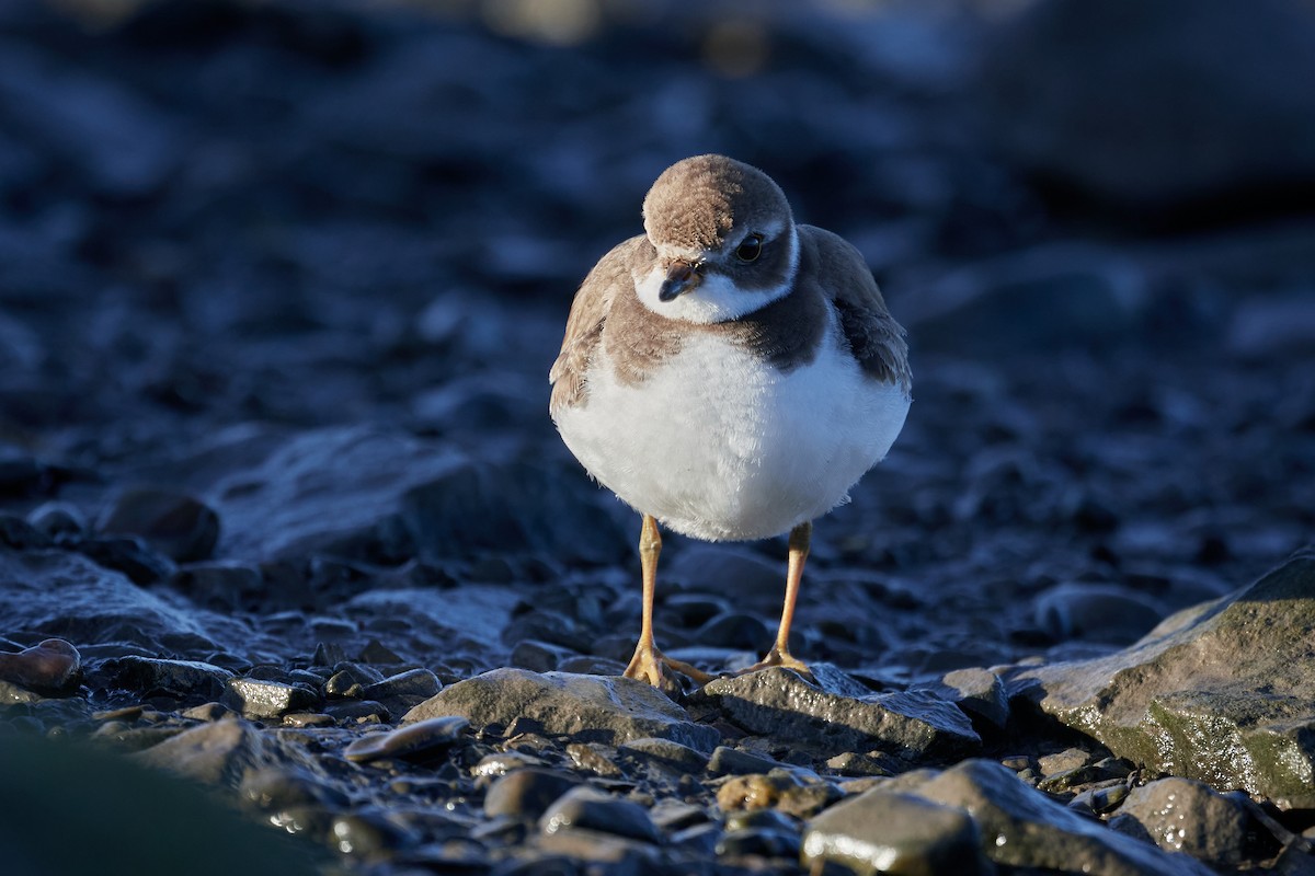 Semipalmated Plover - ML611466308