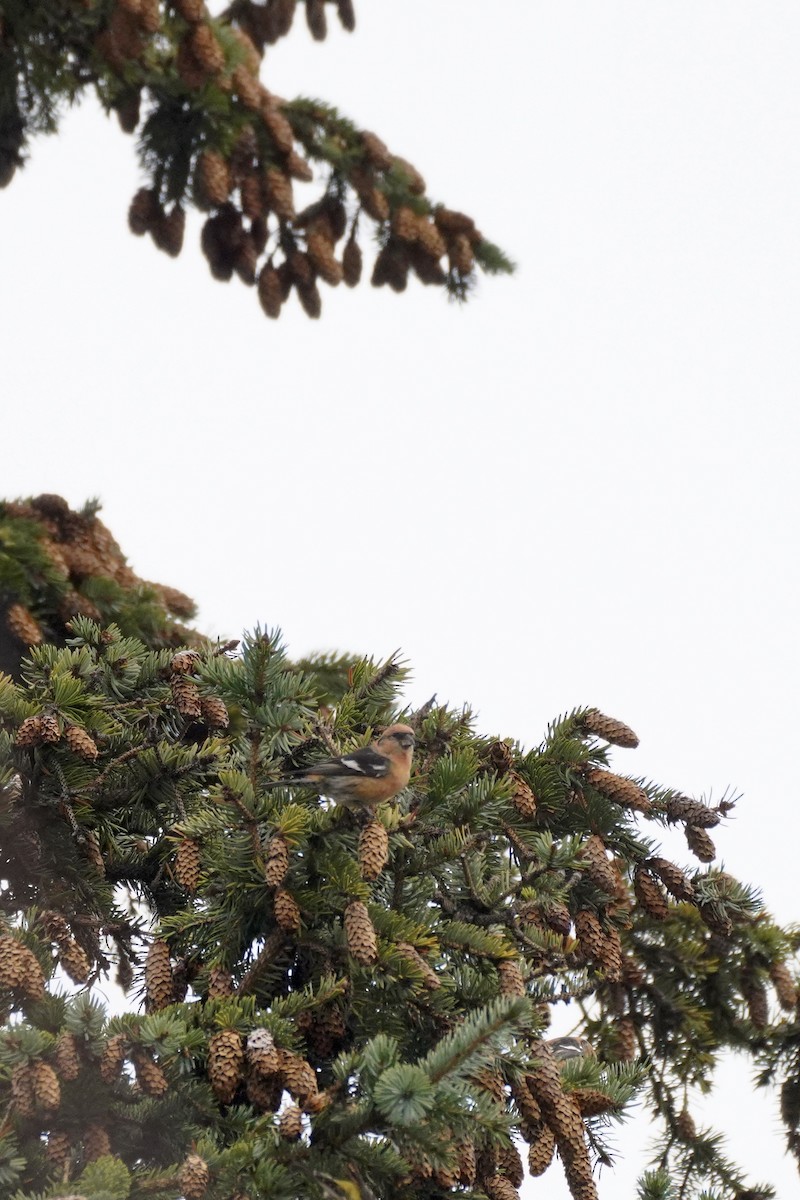 White-winged Crossbill - ML611466386