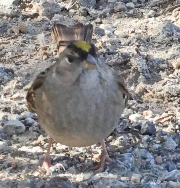 Golden-crowned Sparrow - George Nothhelfer