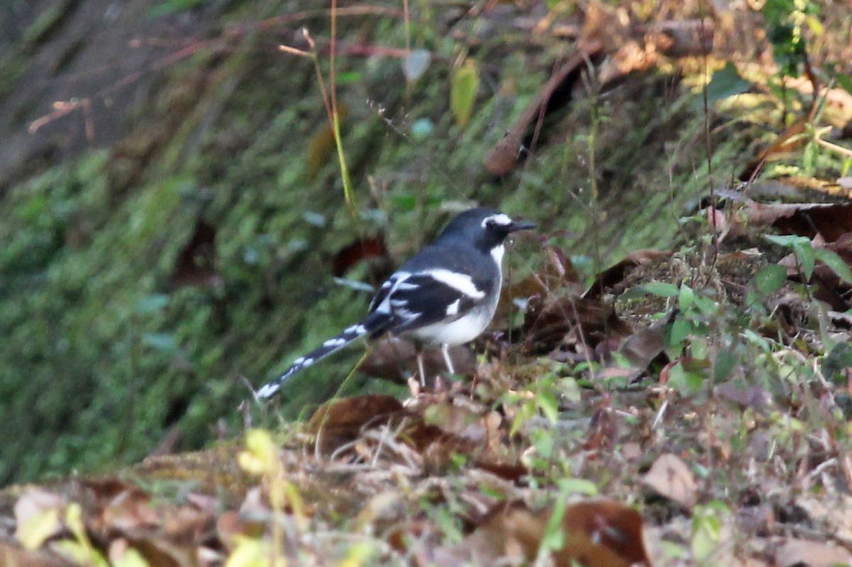 Slaty-backed Forktail - ML611466413