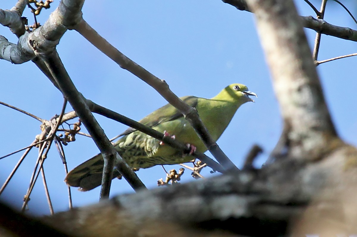 Wedge-tailed Green-Pigeon - ML611466446