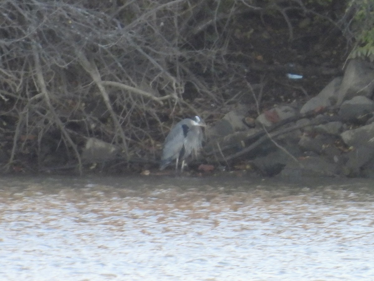 Great Blue Heron - ML611466447