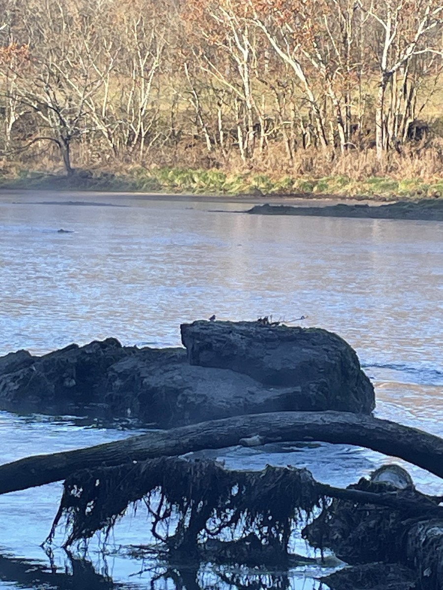 Spotted Sandpiper - ML611466454