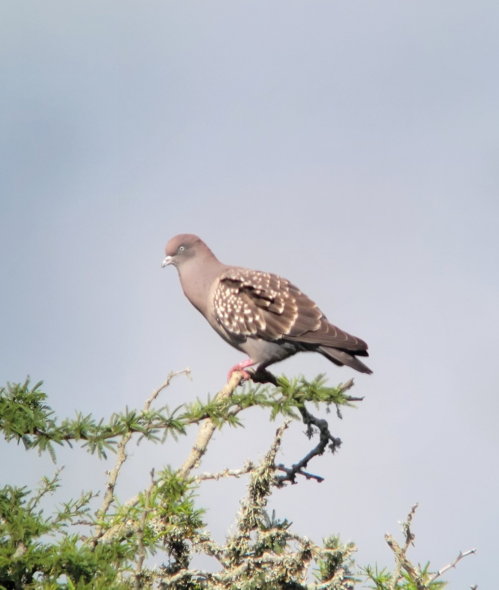 Spot-winged Pigeon - ML611466560