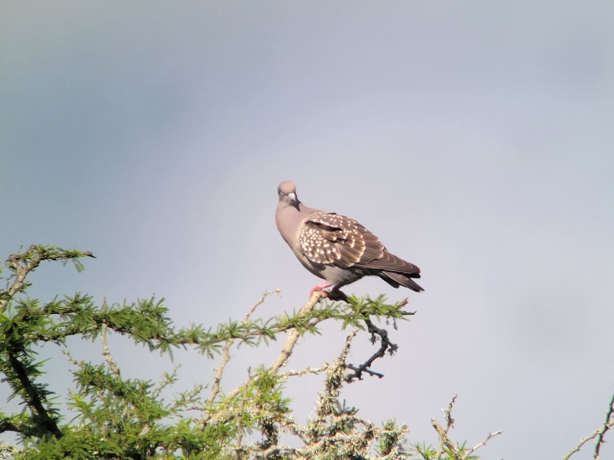 Pigeon tigré - ML611466561