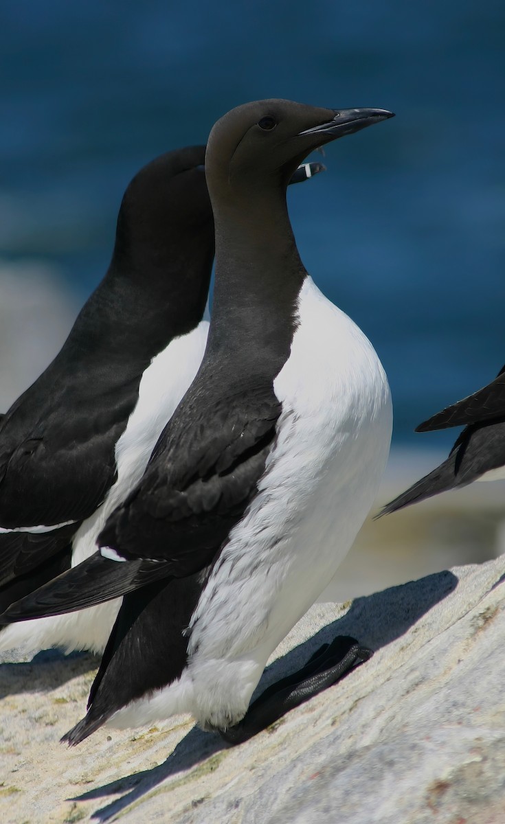 Common Murre - Constance Vigno