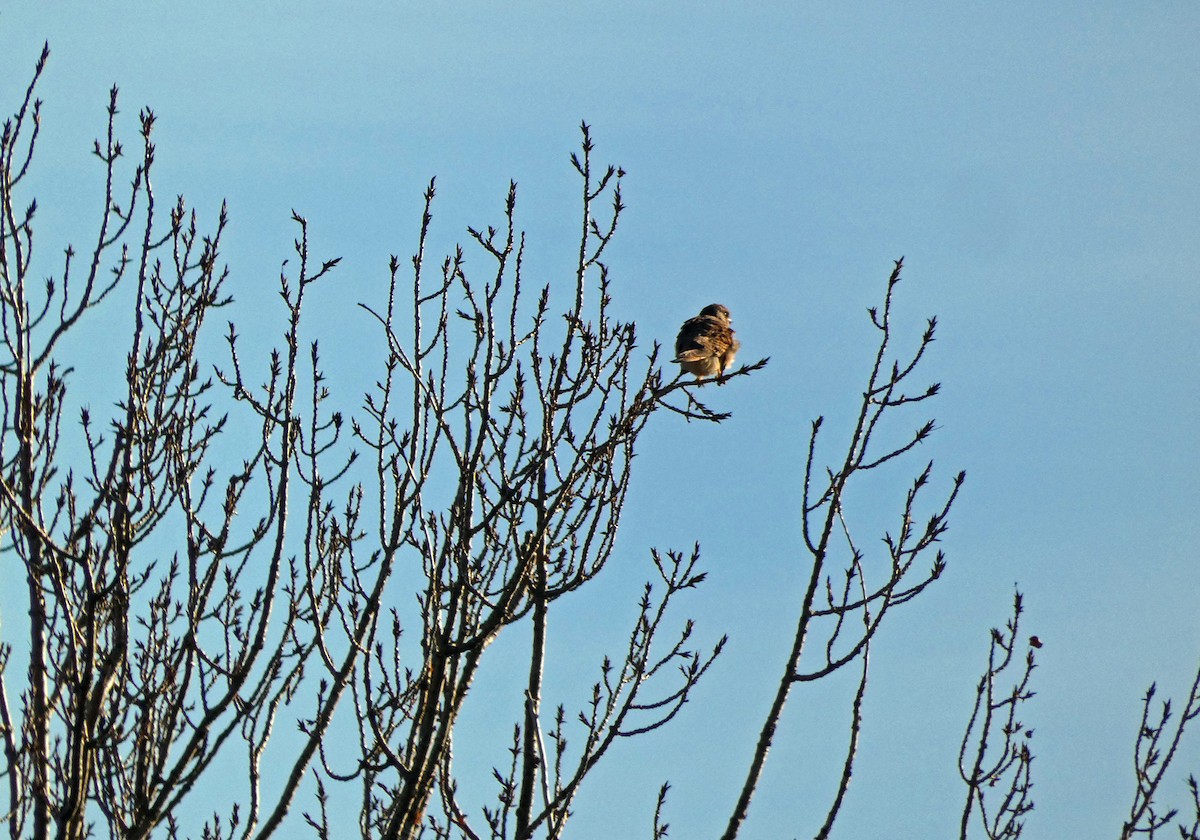 Eurasian Kestrel - ML611466582