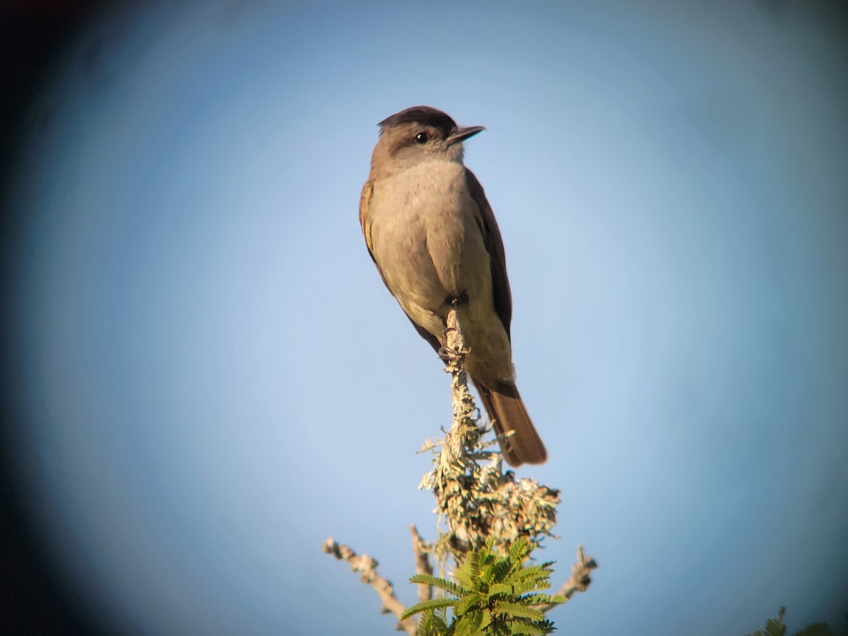 Crowned Slaty Flycatcher - Donald Pendleton