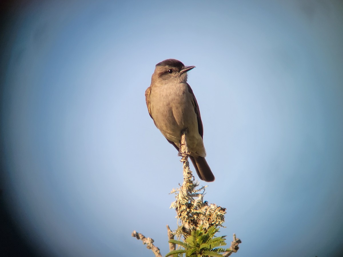 Crowned Slaty Flycatcher - Donald Pendleton