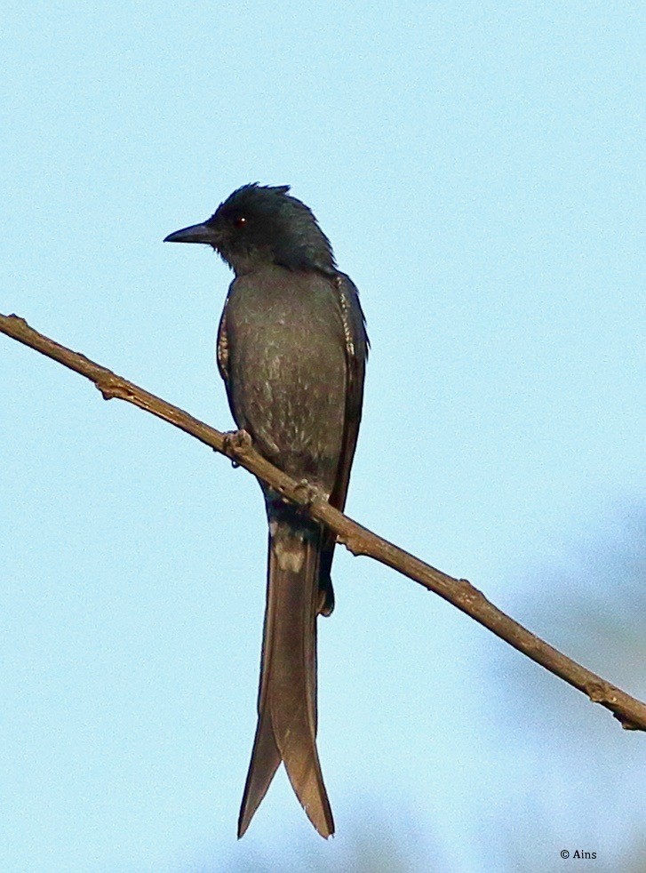 Drongo cendré - ML611466716