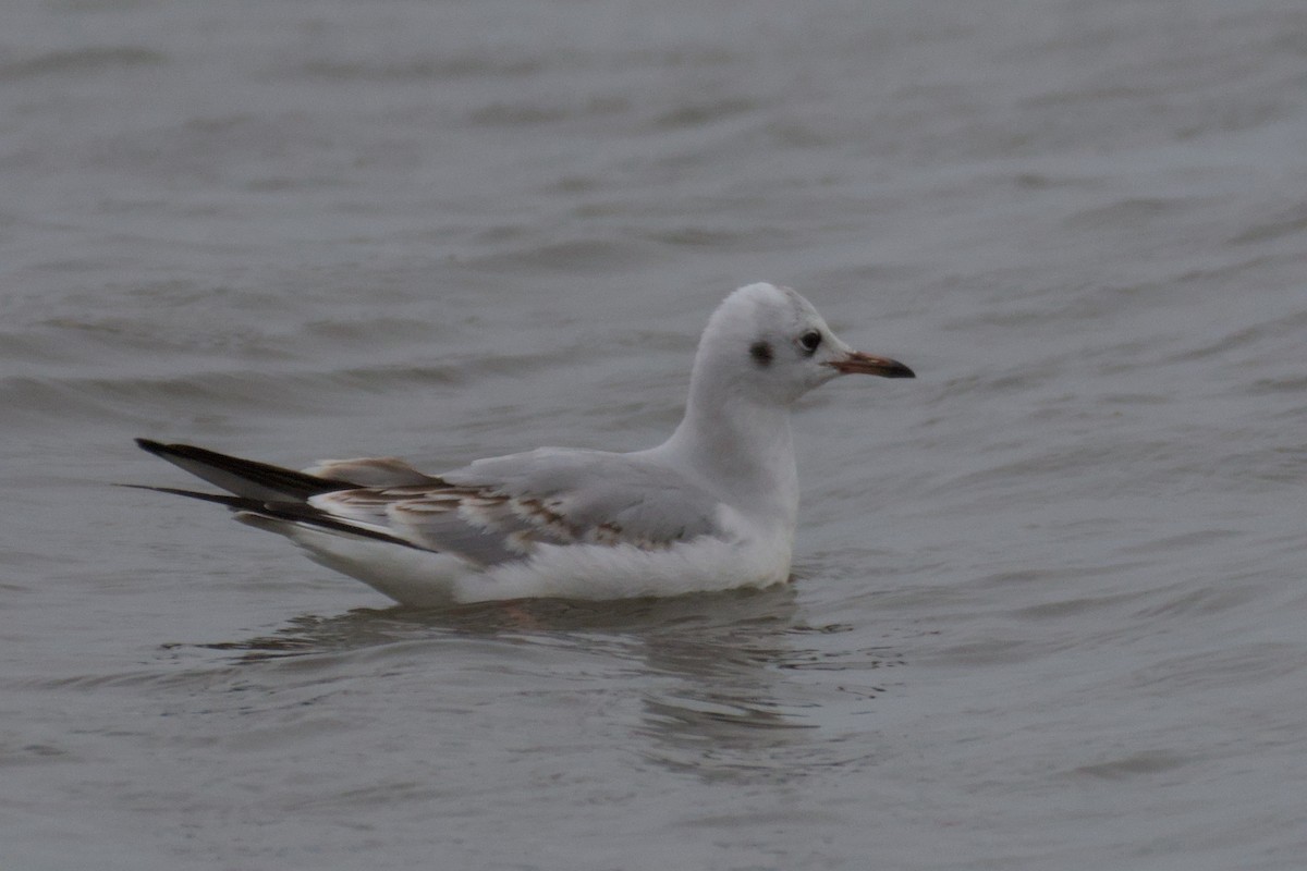 Black-headed Gull - ML611466775