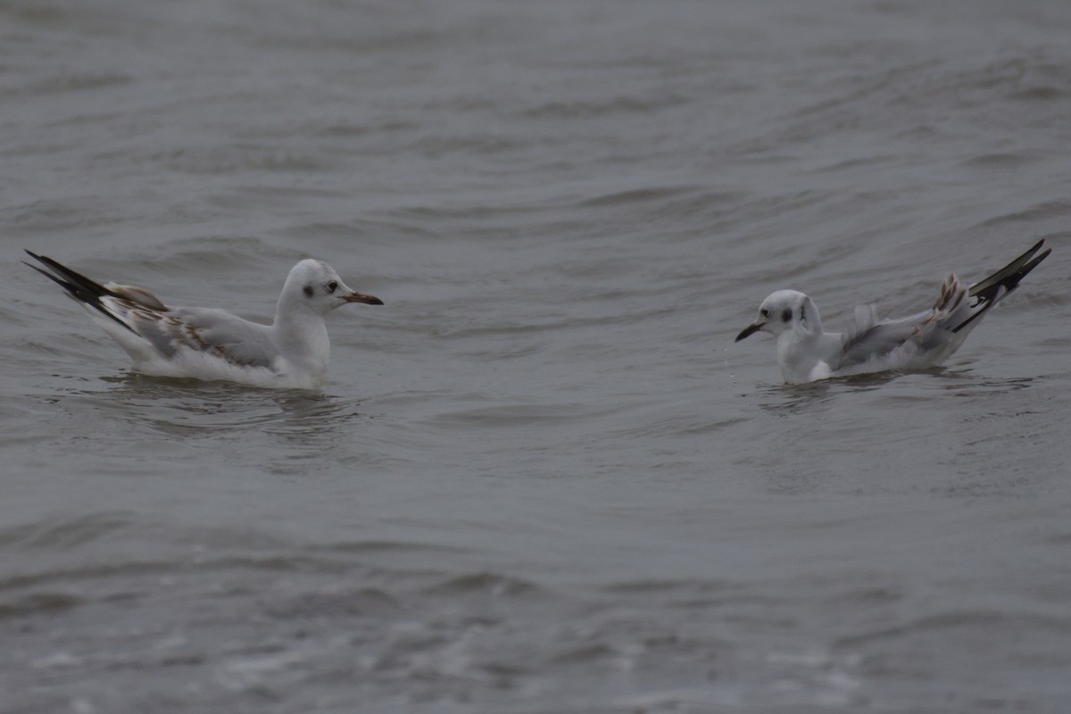 Black-headed Gull - ML611466777