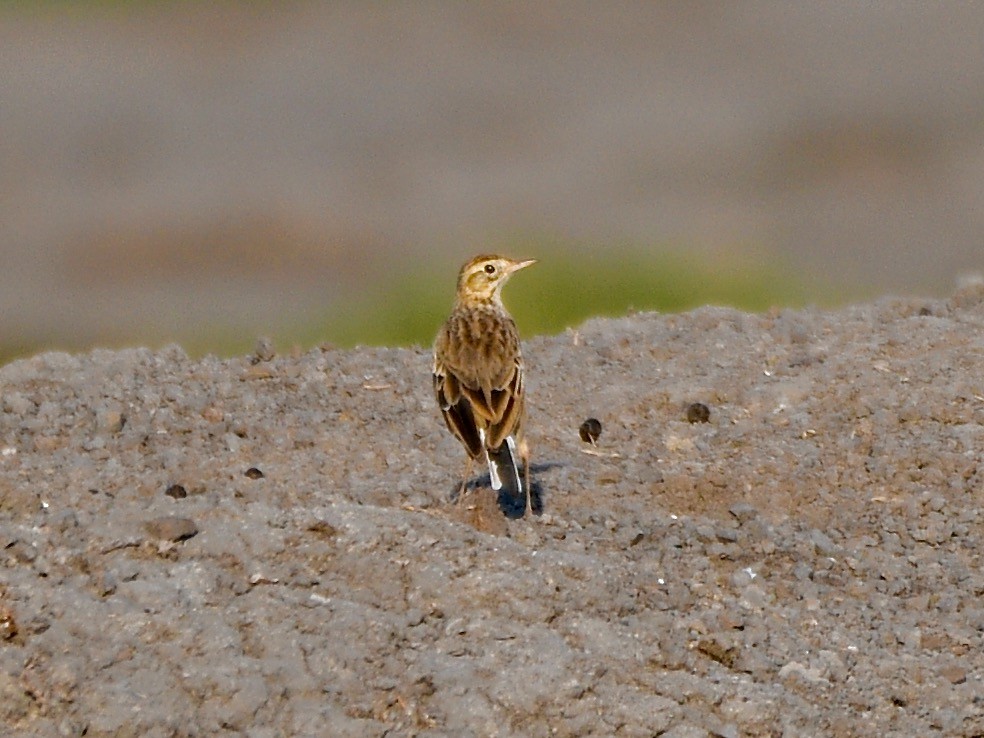 Richard's Pipit - Joost Foppes