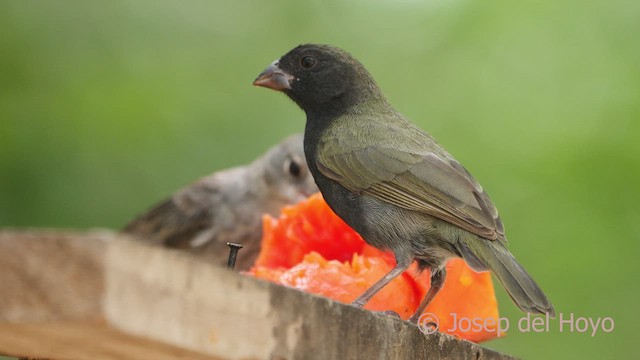 Black-faced Grassquit - ML611466830