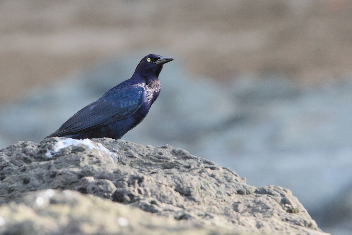 Great-tailed Grackle - Bob Walker