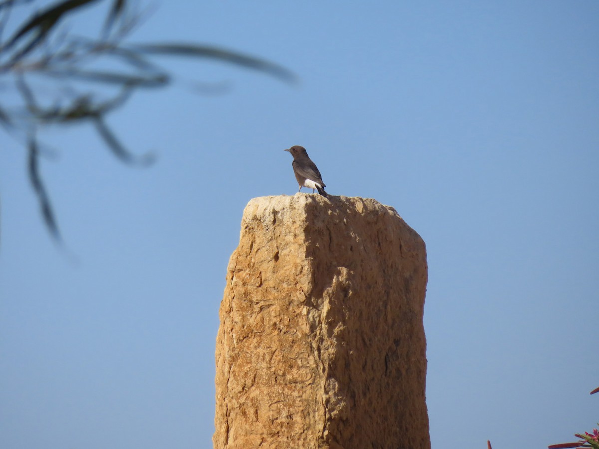 Black Wheatear - Fabien - Nicole Létourneau