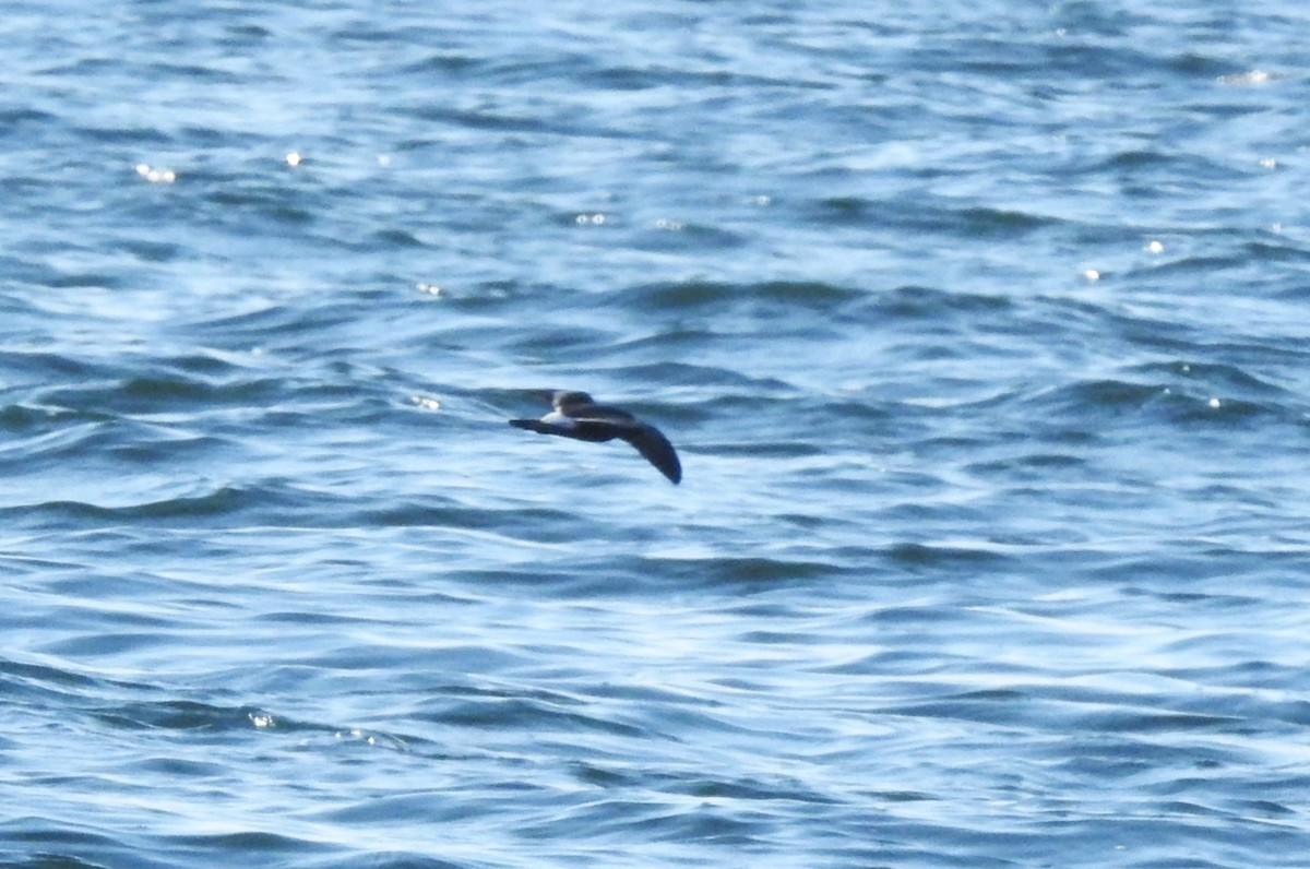 Leach's Storm-Petrel - ML611466893