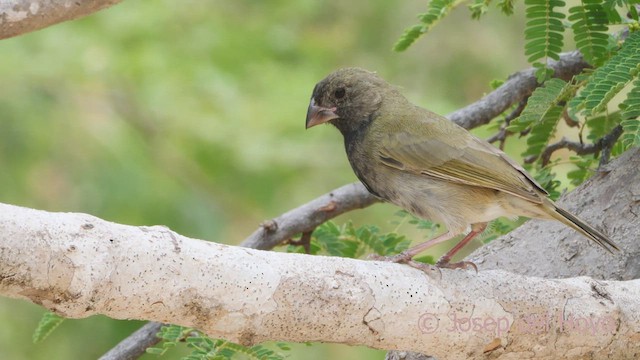 Black-faced Grassquit - ML611466916