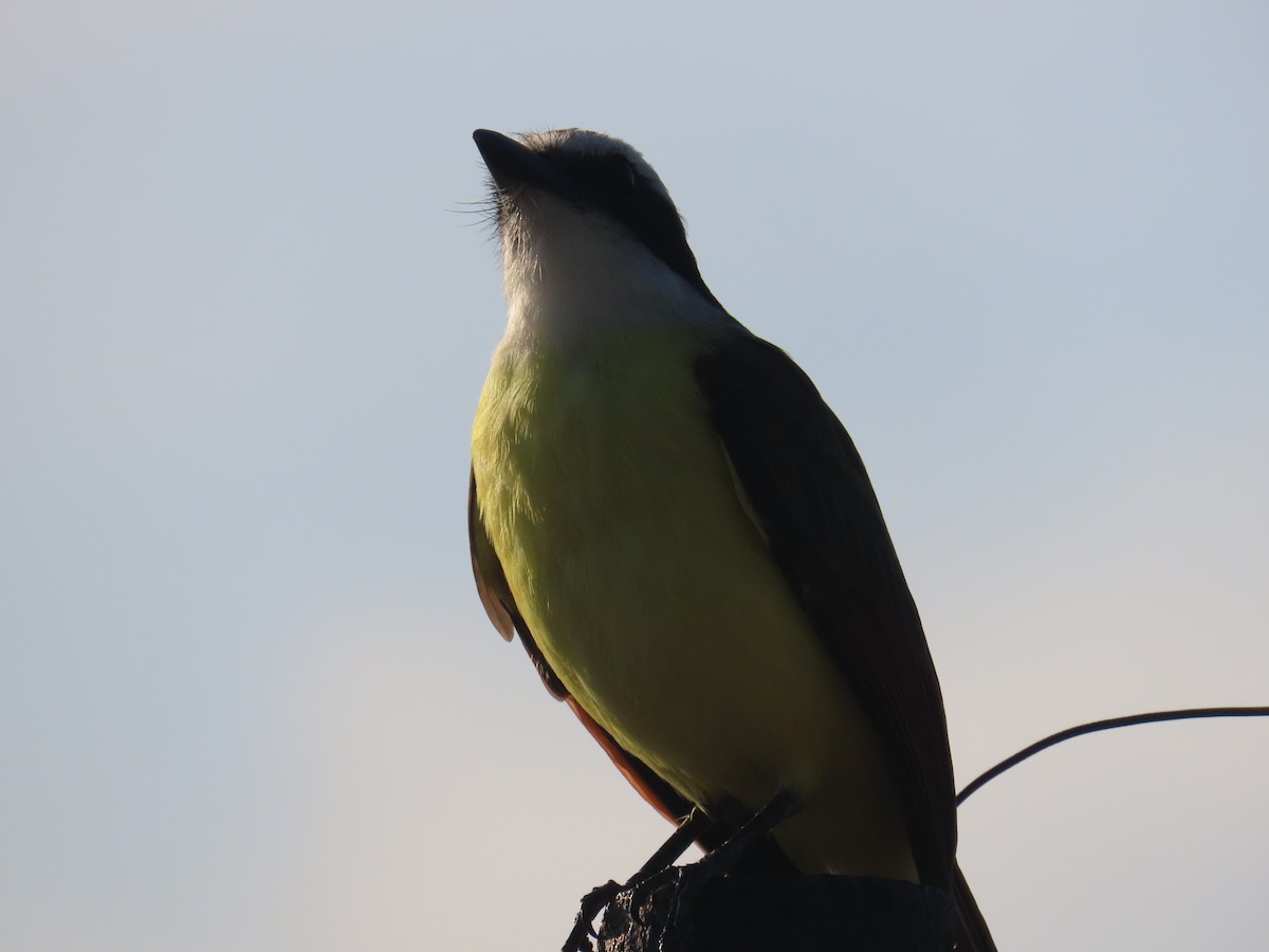 Great Kiskadee - ML611466948