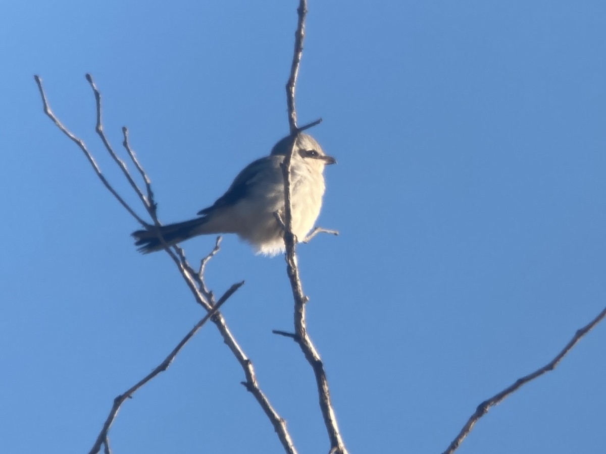 Northern Shrike - ML611466969