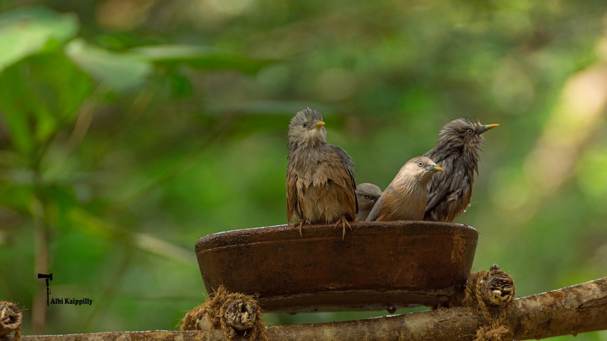 Chestnut-tailed/Malabar Starling - ML611467059