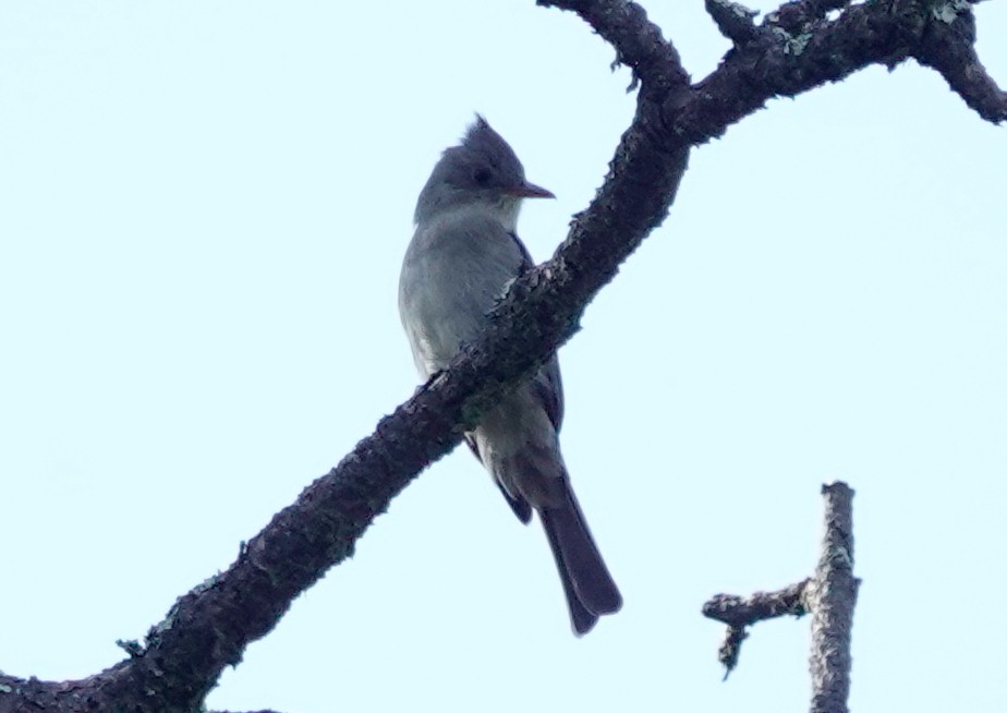 Greater Pewee - ML611467084