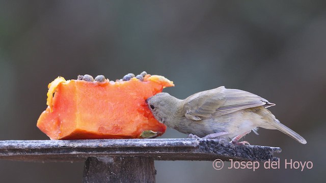 Black-faced Grassquit - ML611467109