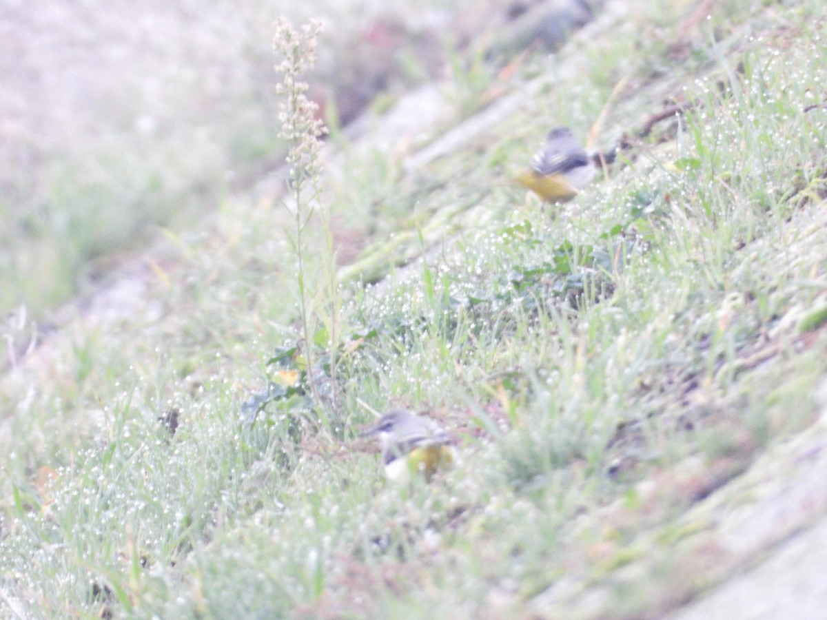 Gray Wagtail - ML611467143