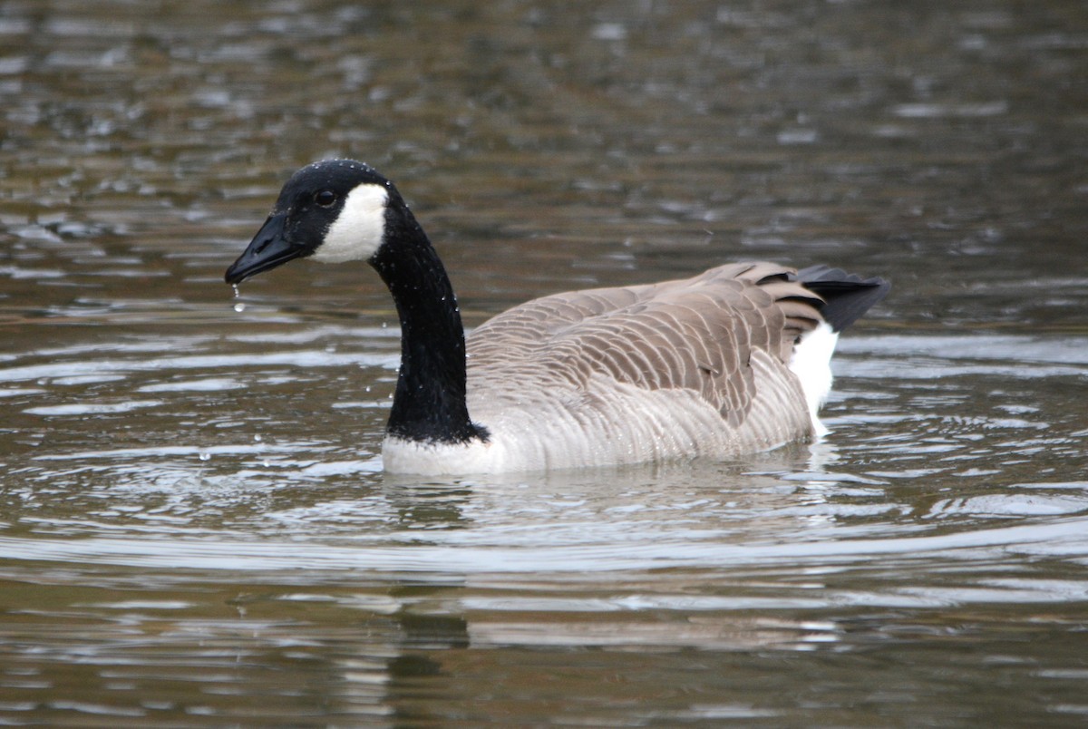 Canada Goose - ML611467189