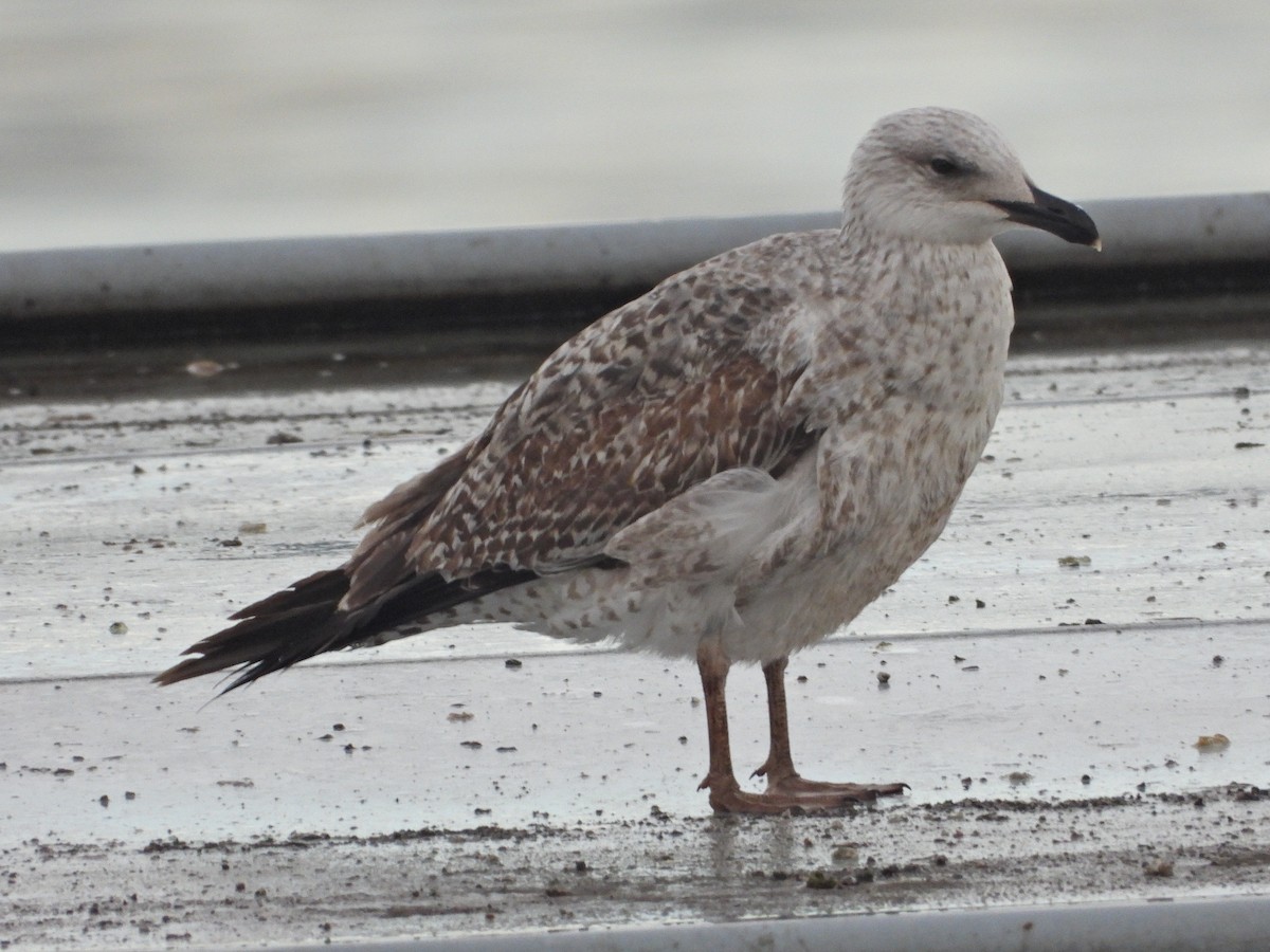 Yellow-legged Gull - Ivan V