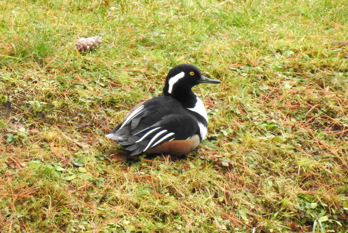 Hooded Merganser - ML611467211