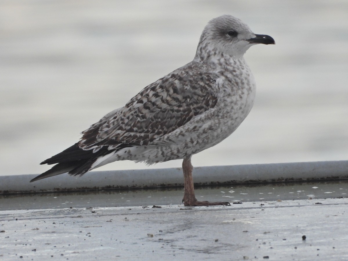 Gaviota Patiamarilla - ML611467212