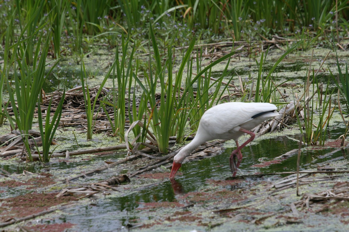 White Ibis - Kristine Van Fleet