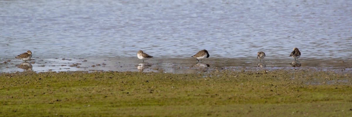 Dunlin - ML611467351