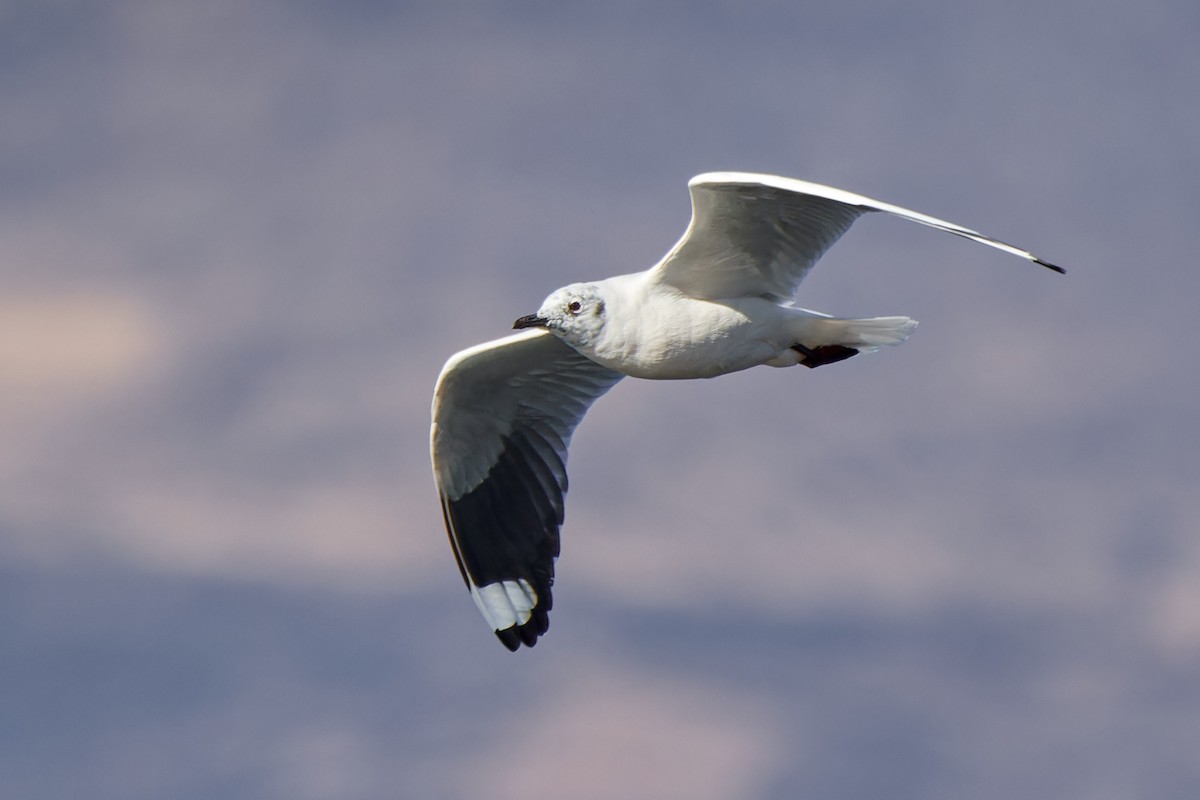 Andean Gull - ML611467375