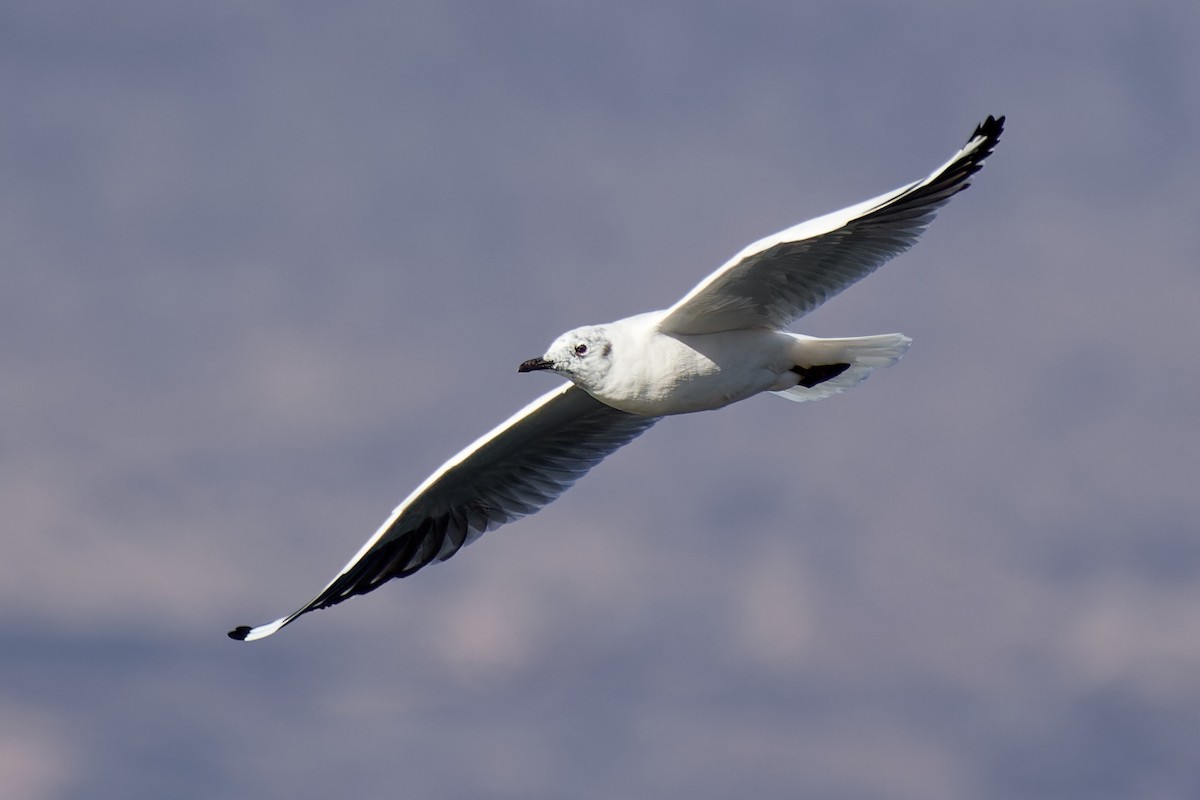 Andean Gull - ML611467376